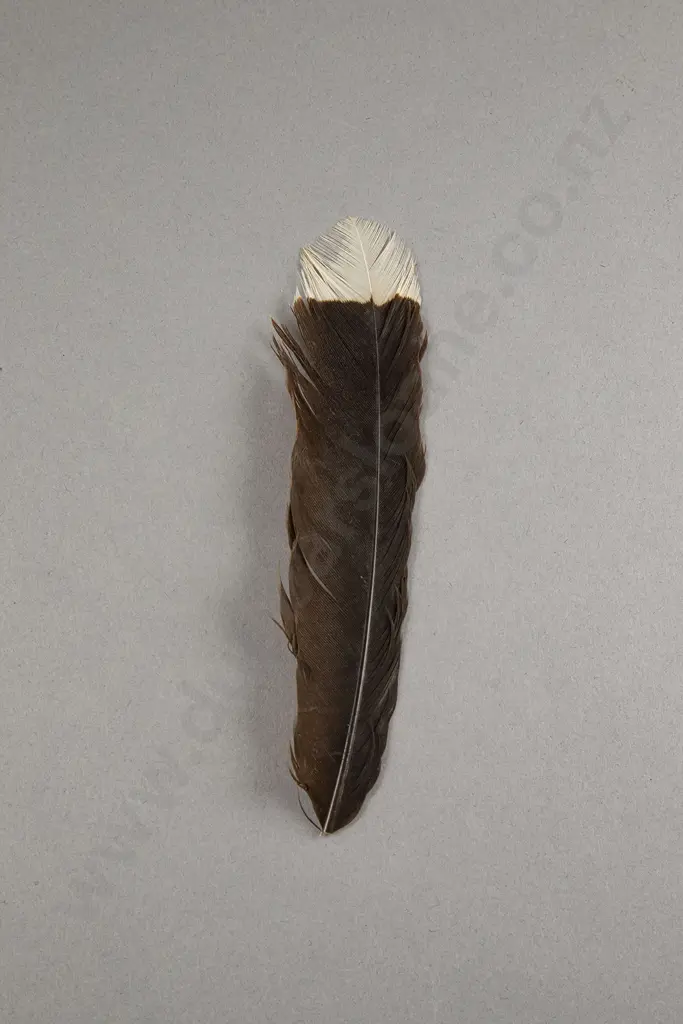 Huia Feather Image 1++