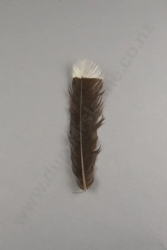 Huia Feather Image 1++