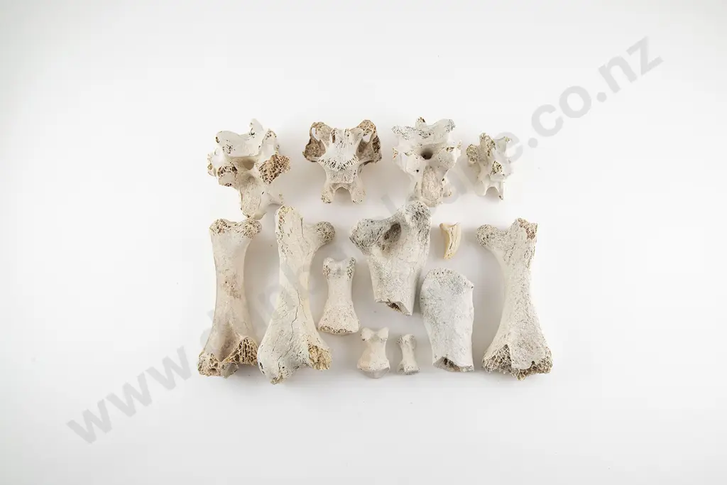 Thirteen Assorted Moa Bones Image 1++