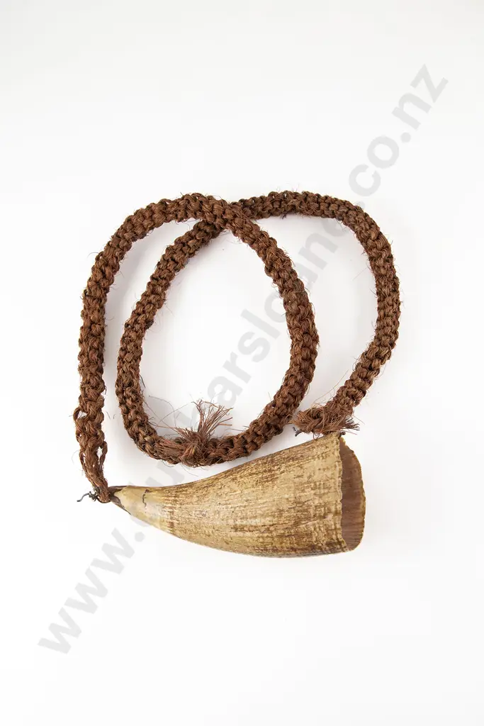 Fijian Tabua (Ceremonial Marine Ivory Tooth) Image 1++