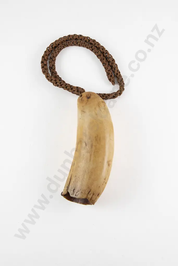 Fijian Tabua (Ceremonial Marine Ivory Tooth) Image 1++