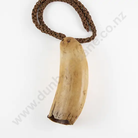 Fijian Tabua (Ceremonial Marine Ivory Tooth)