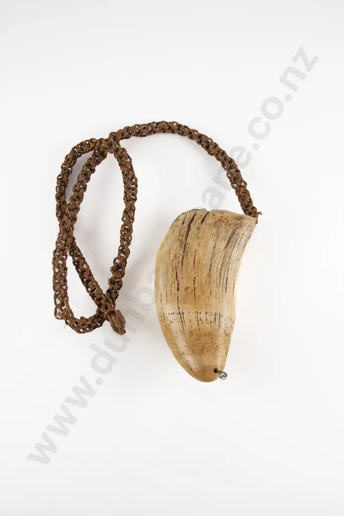 Fijian Tabua (Ceremonial Marine Ivory Tooth) Image 1++