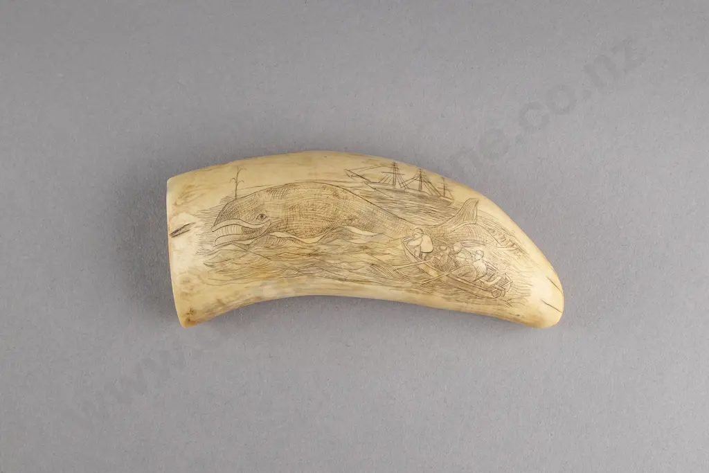 Scrimshaw Whales Tooth Image 1++