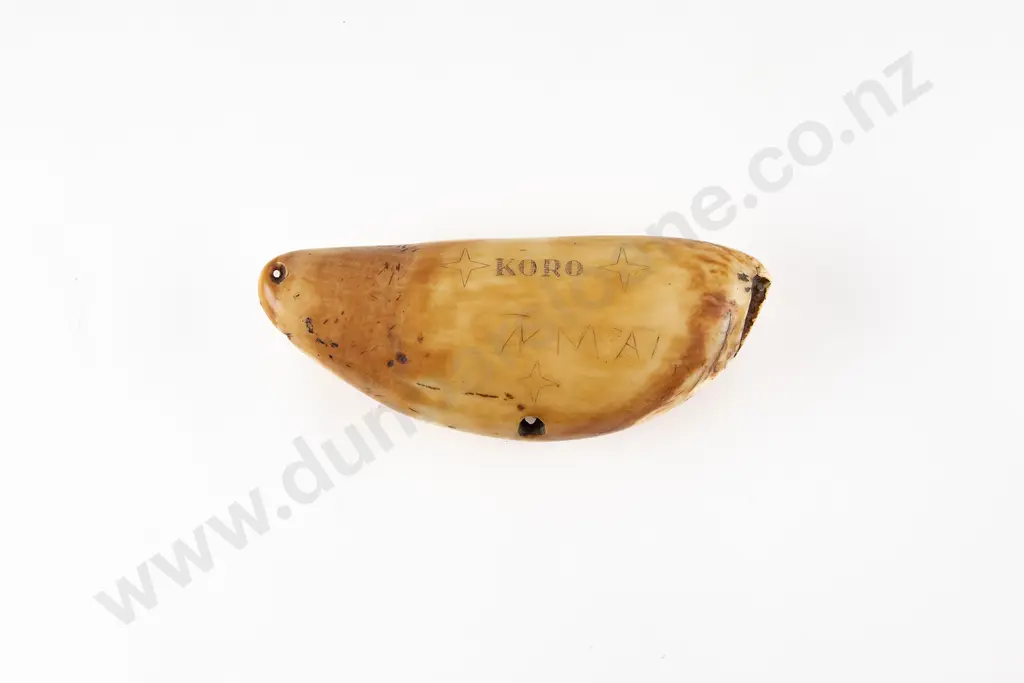 A Fine Fijian Tabua (Ceremonial Marine Ivory Tooth) Image 1++
