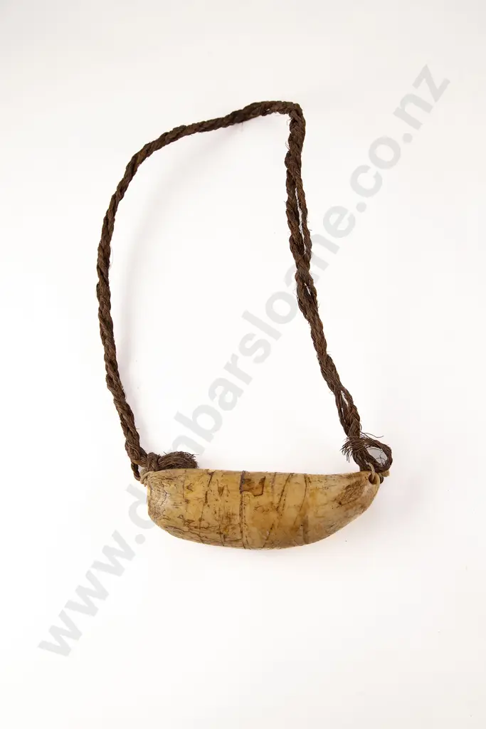 Fijian Tabua (Ceremonial Marine Ivory Tooth) Image 1++