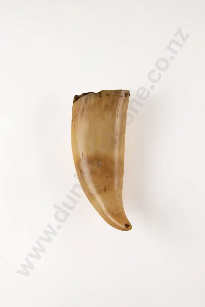 Fijian Tabua (Ceremonial Marine Ivory Tooth) Image 1++