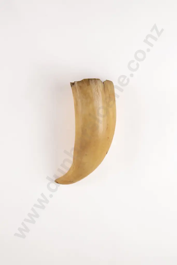 Fijian Tabua (Ceremonial Marine Ivory Tooth) Image 1++