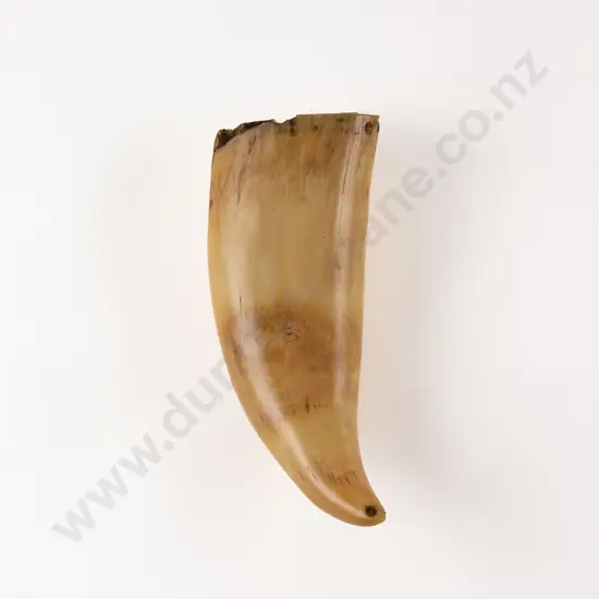 Fijian Tabua (Ceremonial Marine Ivory Tooth)