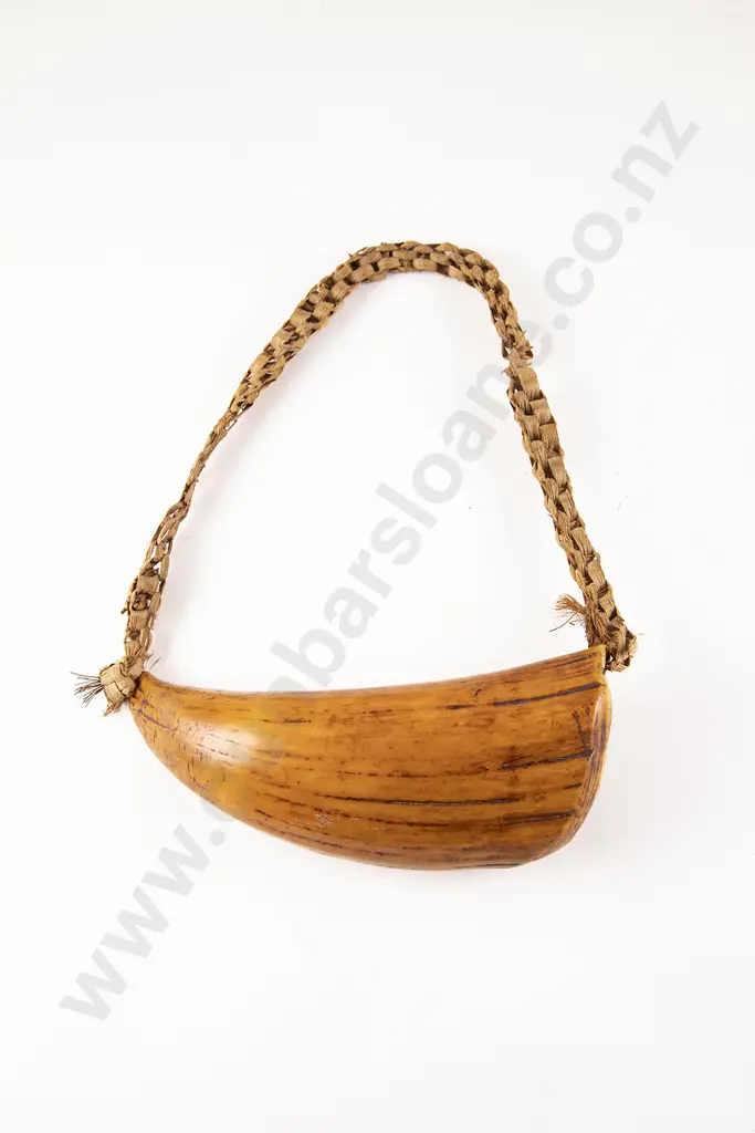 A good Fijian Tabua (Ceremonial Marine Ivory Tooth) Image 1++