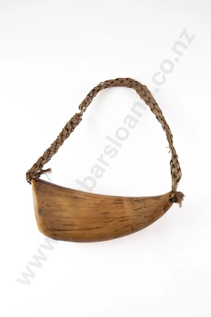 A good Fijian Tabua (Ceremonial Marine Ivory Tooth) Image 1++