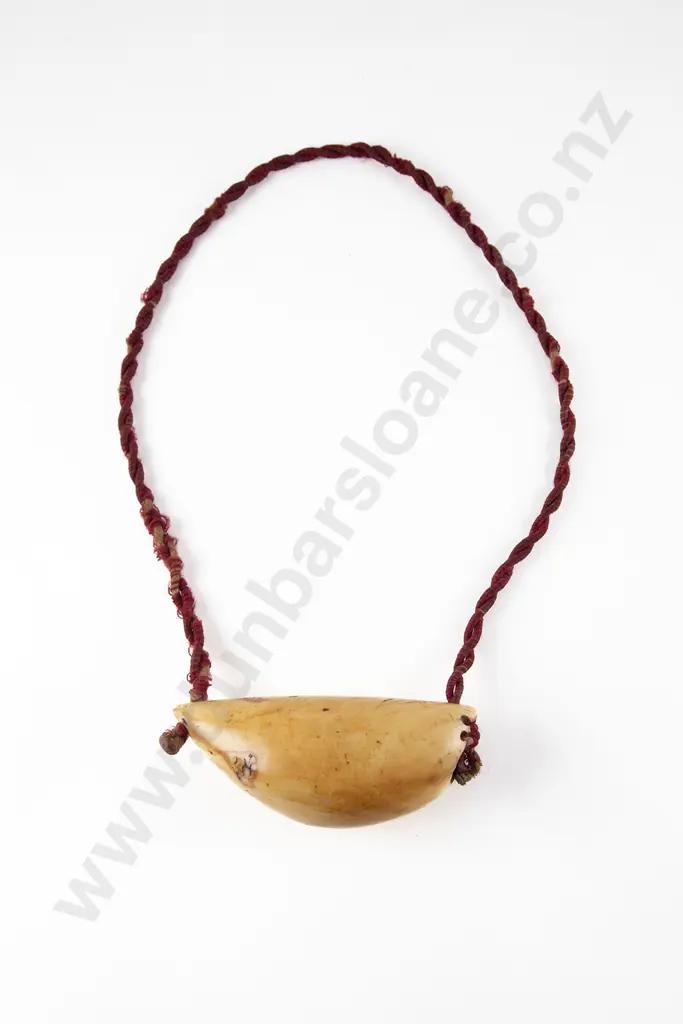 A Fijian Tabua (Ceremonial Marine Ivory Tooth) Image 1++