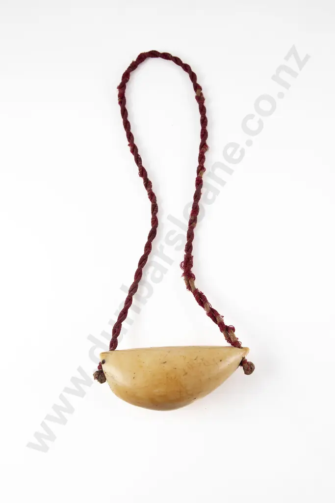 A Fijian Tabua (Ceremonial Marine Ivory Tooth) Image 1++