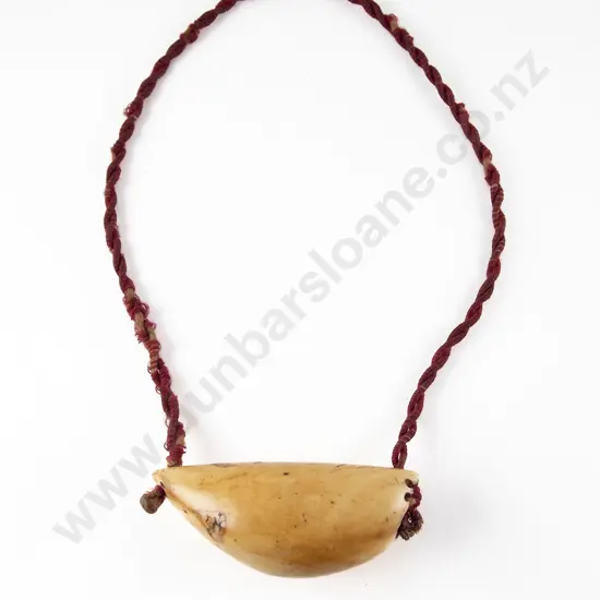 A Fijian Tabua (Ceremonial Marine Ivory Tooth)