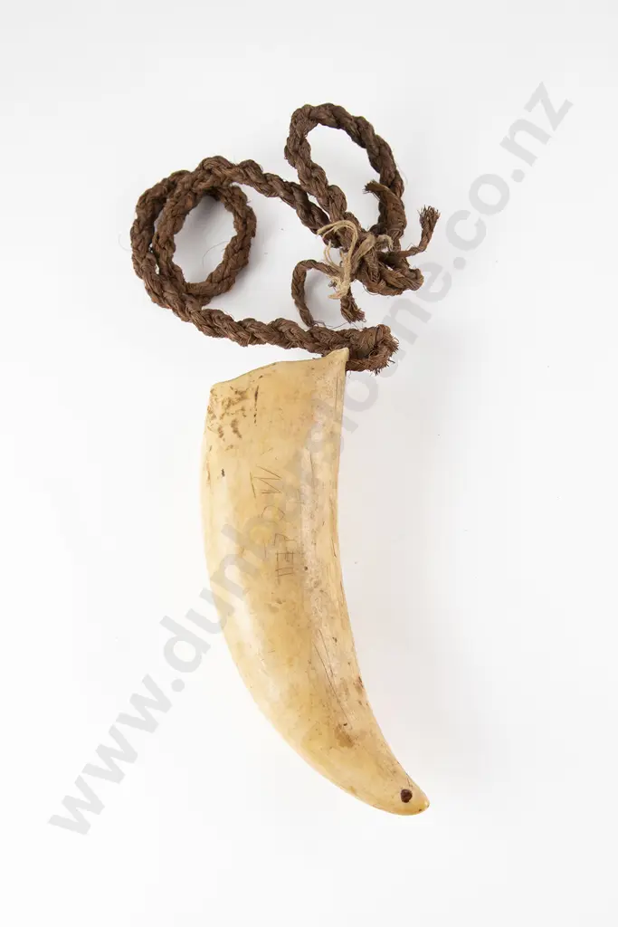 A Fijian Tabua (Ceremonial Marine Ivory Tooth) Image 1++