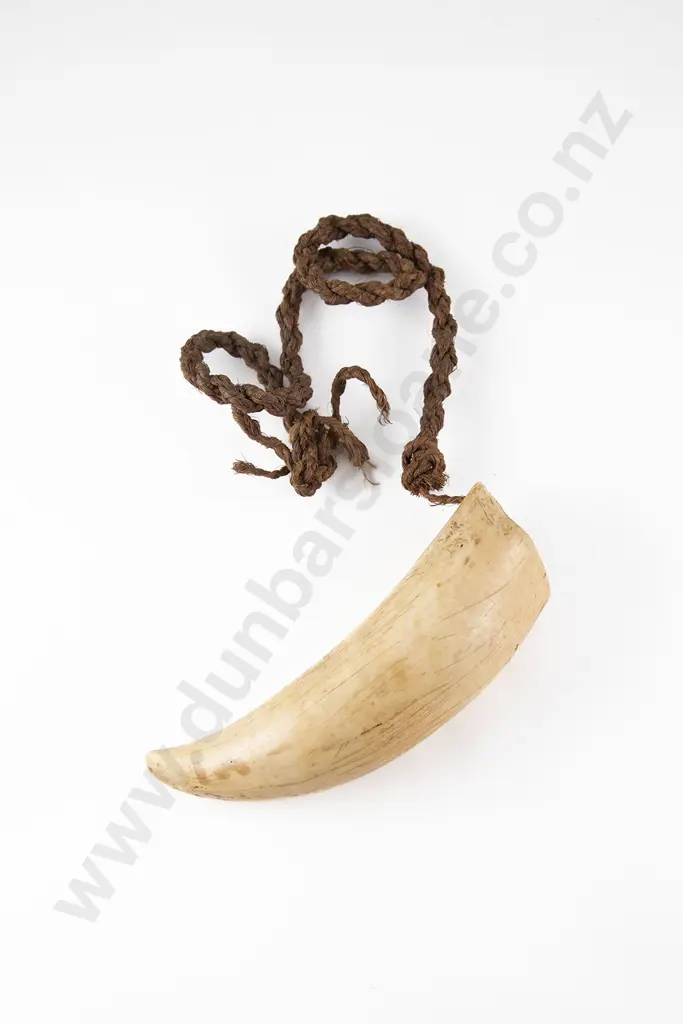 A Fijian Tabua (Ceremonial Marine Ivory Tooth) Image 1++