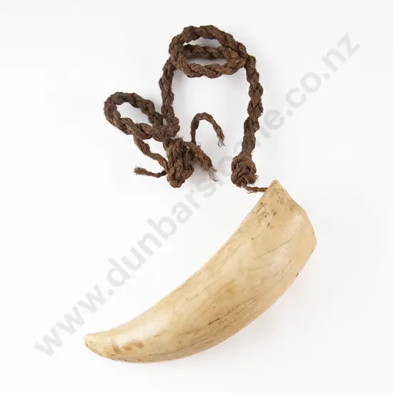 A Fijian Tabua (Ceremonial Marine Ivory Tooth)