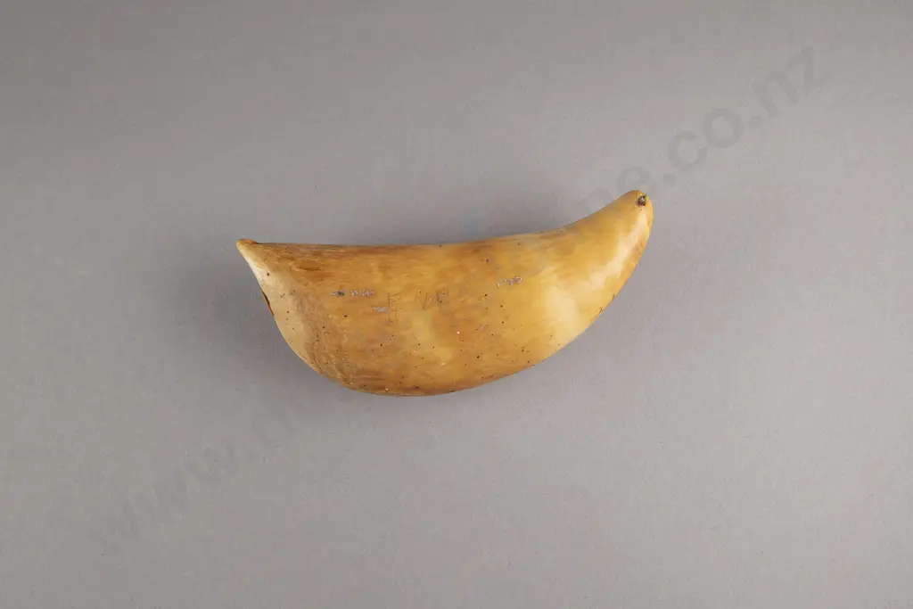 A Fijian Tabua (Ceremonial Marine Ivory Tooth) Image 1++