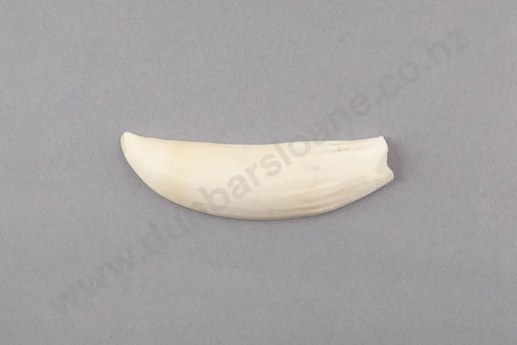 Split Whale Bone Tooth Image 1++