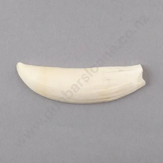 Split Whale Bone Tooth