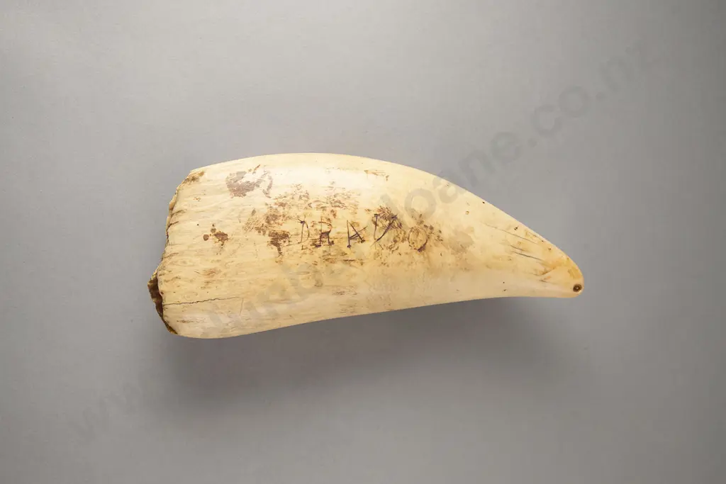 A large And Impressive 19th Century Fijian Tabua (Ceremonial Whales Tooth) Image 1++
