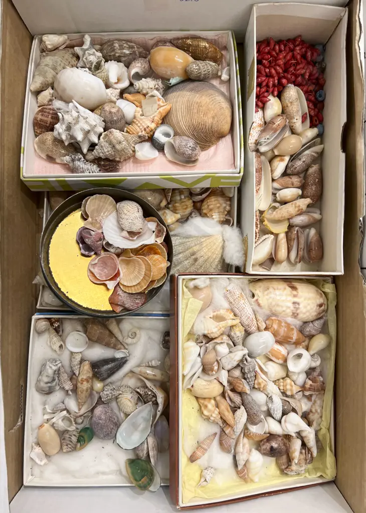 Box Quantity of Assorted Shells Image 1++