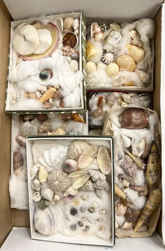 Box Quantity of Assorted Shells Image 1++
