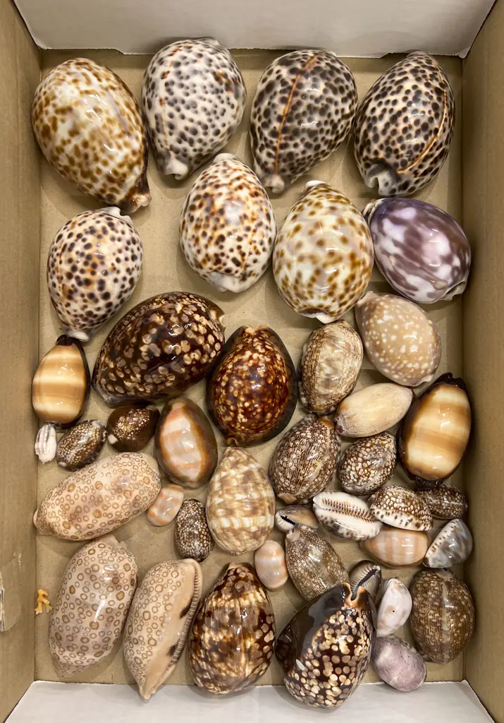 Box Quantity of Assorted Shells Image 1++