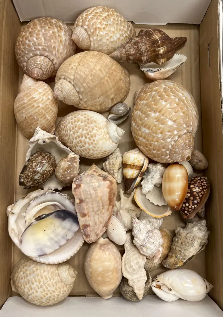 Box Quantity of Assorted Shells Image 1++