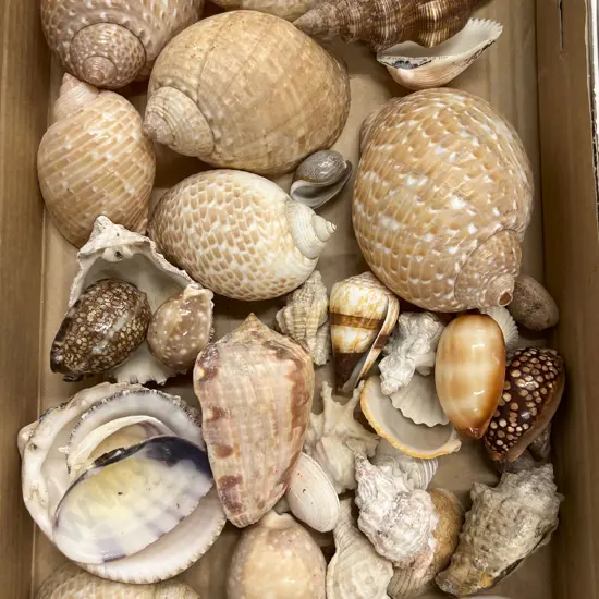 Box Quantity of Assorted Shells