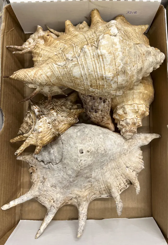 Box Quantity of Assorted Larger Shells Image 1++