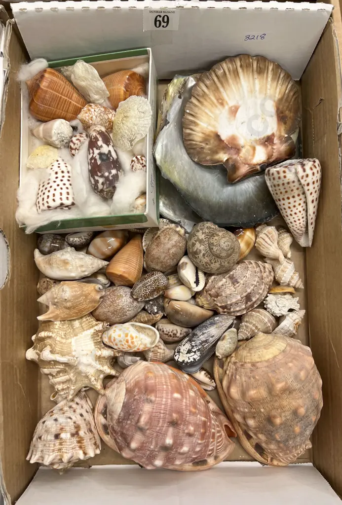 Box Quantity of Assorted Shells Image 1++