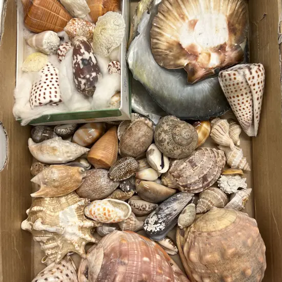 Box Quantity of Assorted Shells