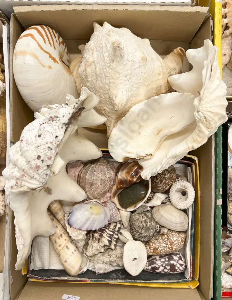 Box Quantity of Assorted Shells Image 1++