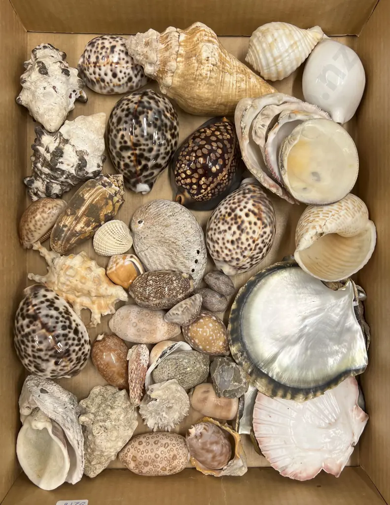 Box Quantity of Assorted Shells Image 1++
