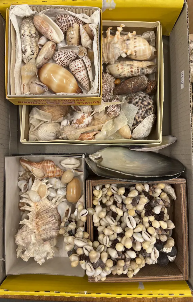 Box Quantity of Assorted Shells Image 1++