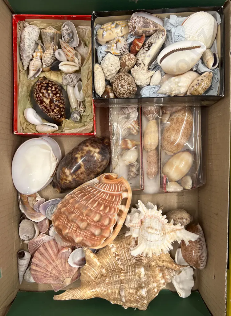 Box Quantity of Assorted Shells Image 1++