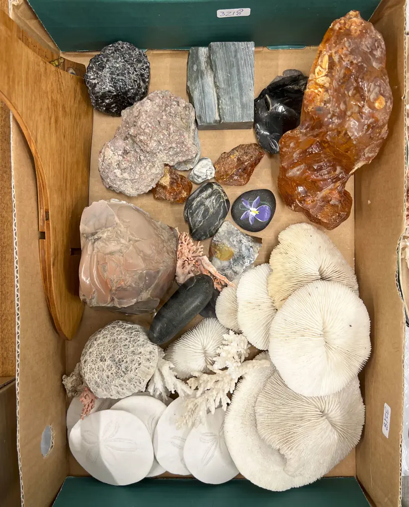 Box Quantity of Coral Incl. Mineral Samples and Kauri Gum Image 1++