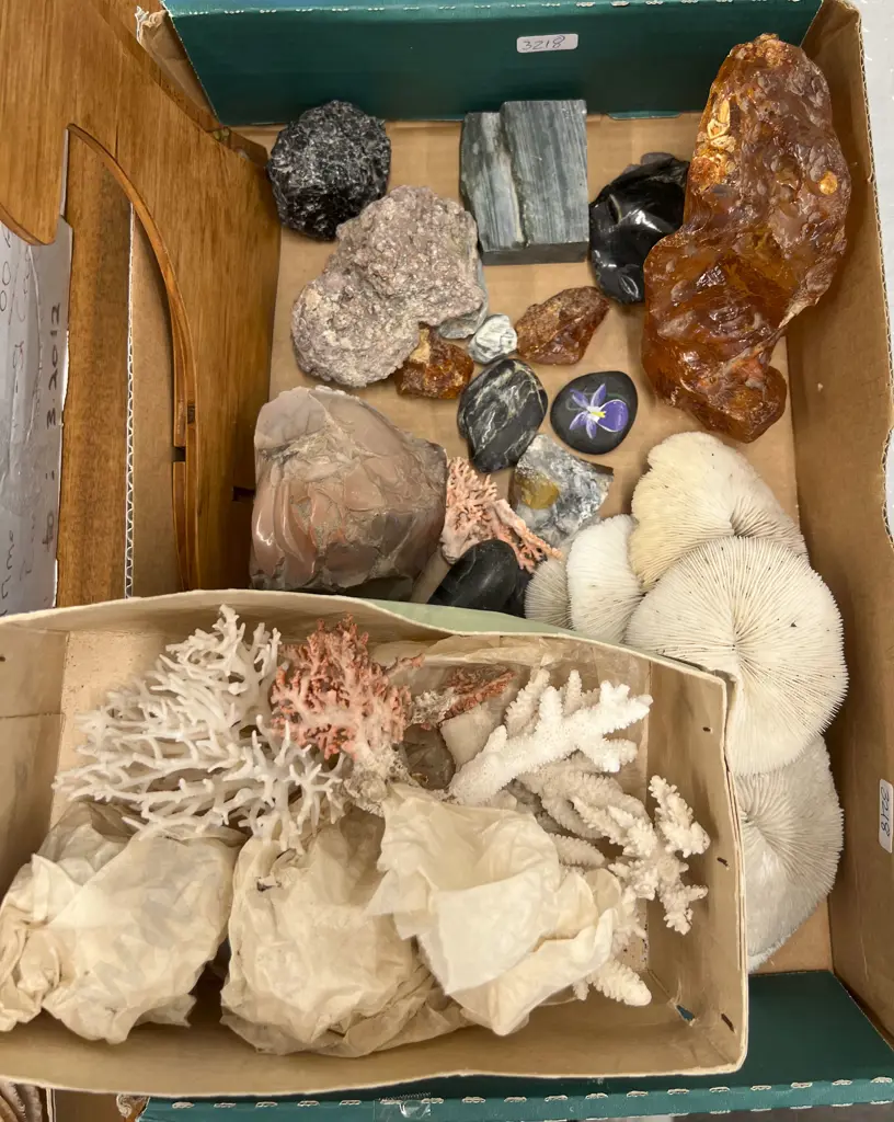 Box Quantity of Coral Incl. Mineral Samples and Kauri Gum Image 1++