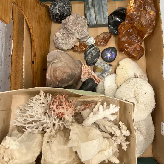 Box Quantity of Coral Incl. Mineral Samples and Kauri Gum