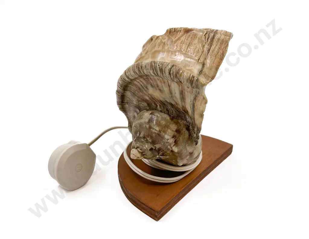 Shell Form Lamp Image 1++