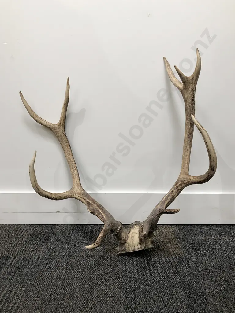 Antler Trophy Wall Hanging Image 1++