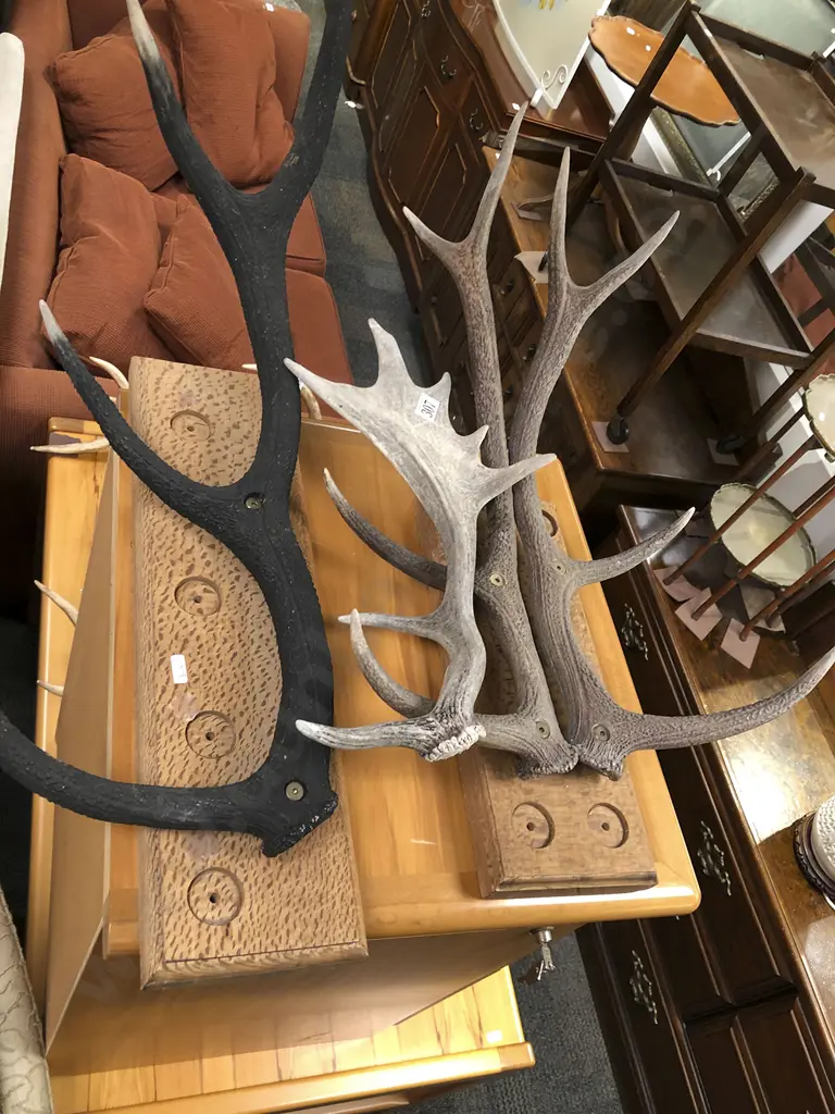 Three Various Antler Displays Image 1++