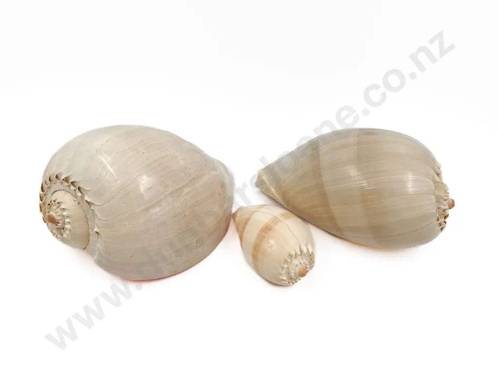Two Large Shells and One Smaller (3) Image 1++
