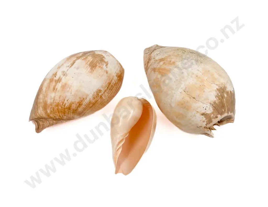 Two Large Shells and One Smaller (3) Image 1++
