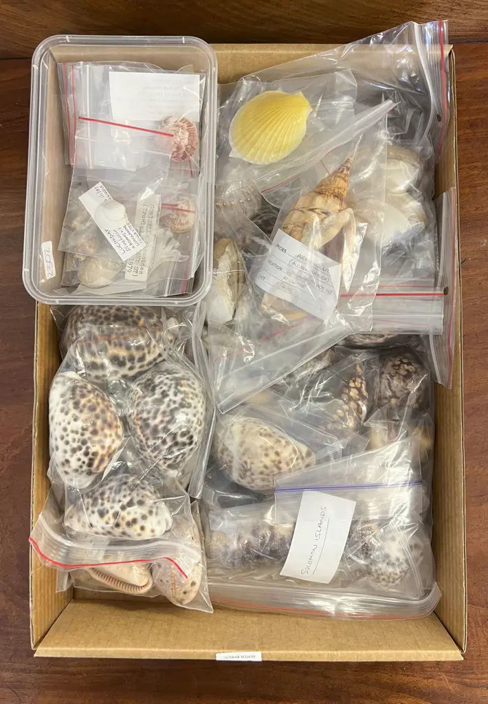 Box Quantity of Assorted Shells Image 1++