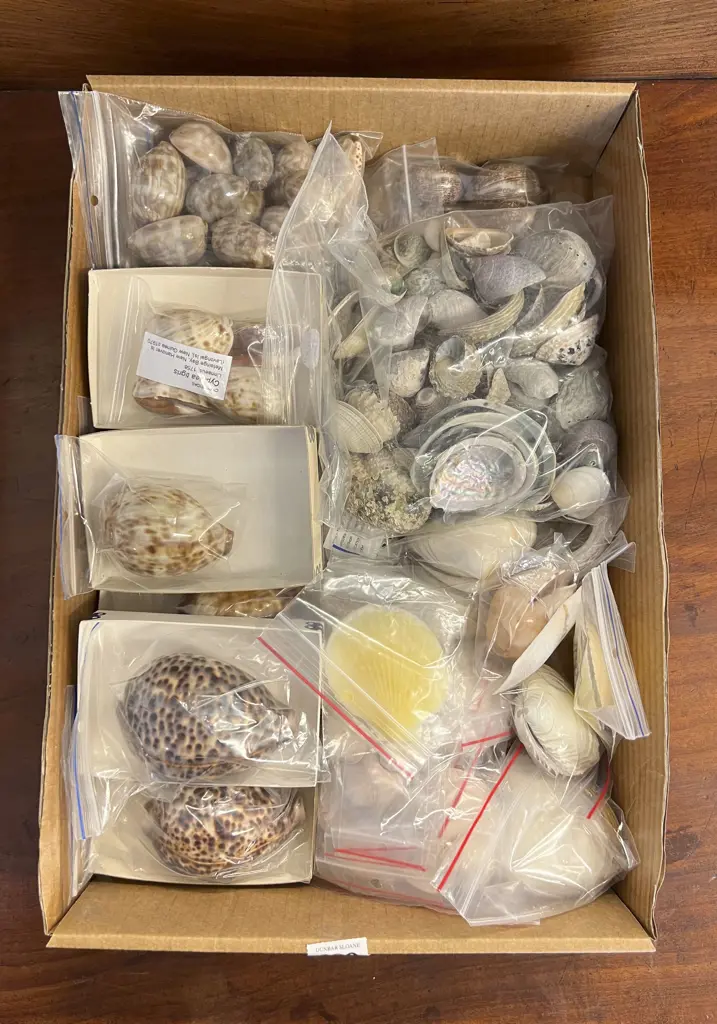 Box Quantity of Assorted Shells Image 1++
