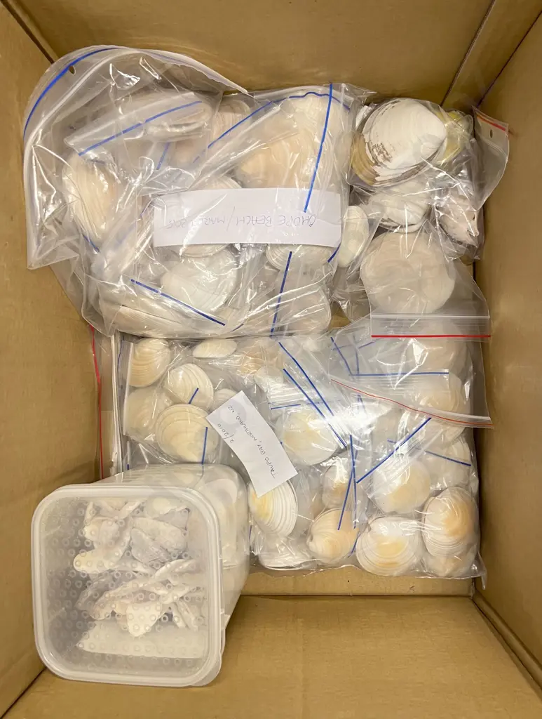 Box Quantity of Assorted Shells Image 1++