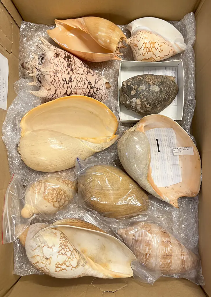 Box Quantity of Assorted Larger Shells Image 1++