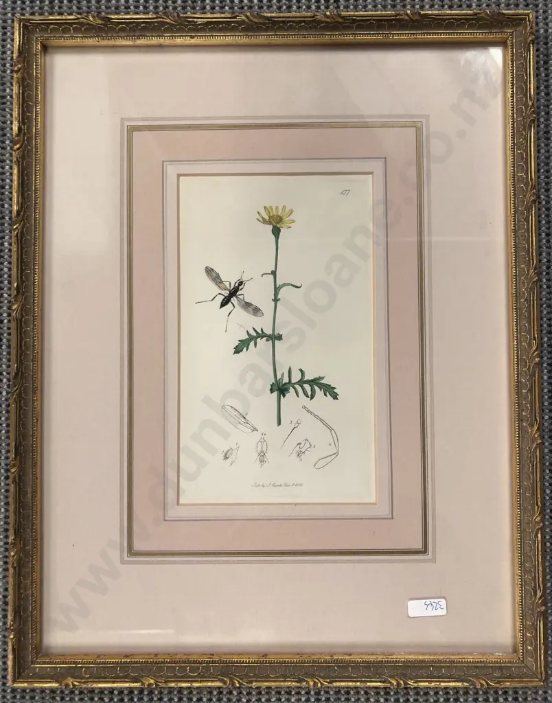 Botanical and Insect Study Print Image 1++